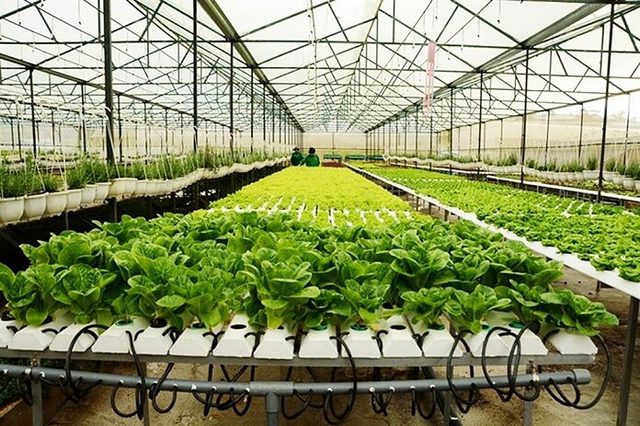 Tìm hiểu về xây dựng nhà lưới trồng rau dạng kín và dạng hở 1 Giới thiệu về nhà lưới trồng rau