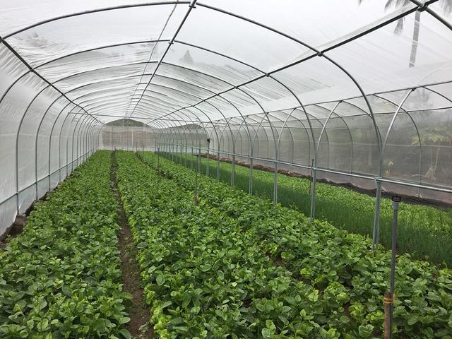 Tìm hiểu về xây dựng nhà lưới trồng rau dạng kín và dạng hở 2 Xây dựng nhà lưới trồng rau dạng kín
