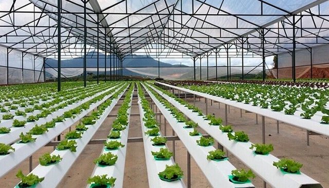 Tìm hiểu về xây dựng nhà lưới trồng rau dạng kín và dạng hở 3 Xây dựng nhà lưới dạng hở